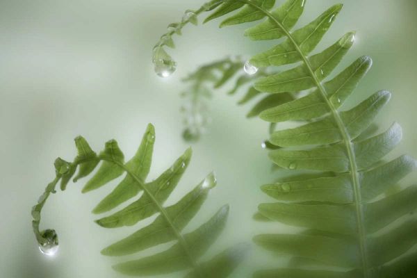 Washington, Seabeck Close-up of dewy deer ferns